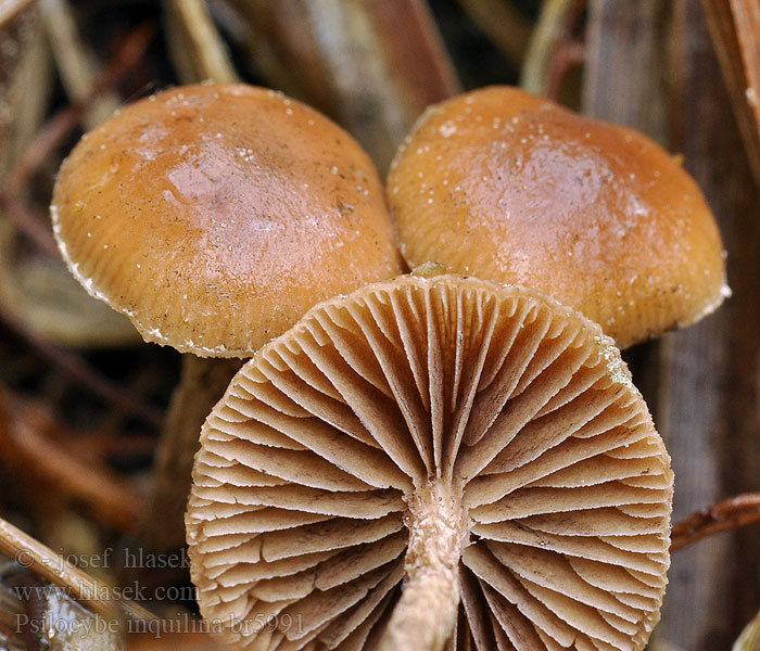 Psilocybe_inquilina_br5991