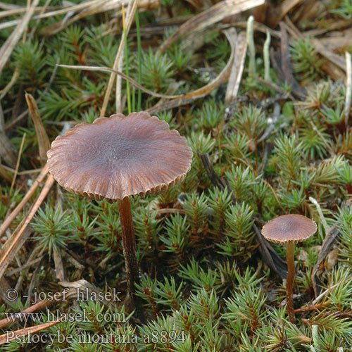 Psilocybe montana Mountain Moss Psilocybe Lysohlávka horská