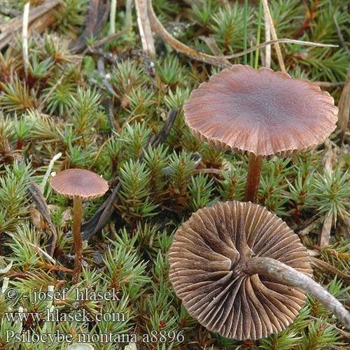 Rødbrun nøgenhat Tummamadonlakki Psilocybe montagnes