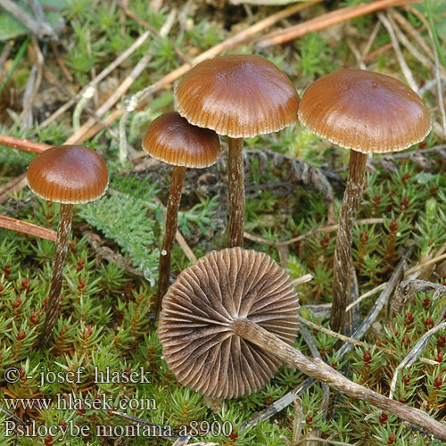 Psilocybe montana a8900