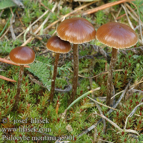 Psilocybe montana a8901