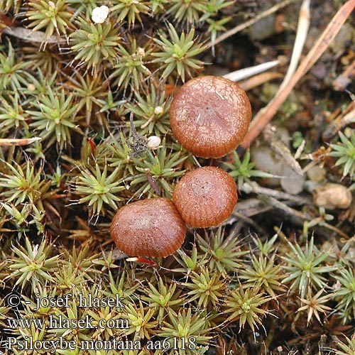 Holohlavec tmavý Psilocybe montana Mountain Moss Psilocybe