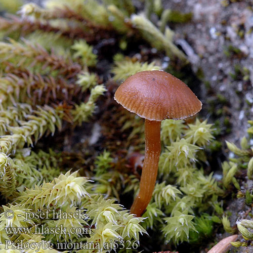 Psilocybe montana Mountain Moss Psilocybe Lysohlávka horská