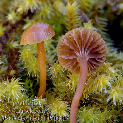 Rødbrun nøgenhat Tummamadonlakki Psilocybe montagnes