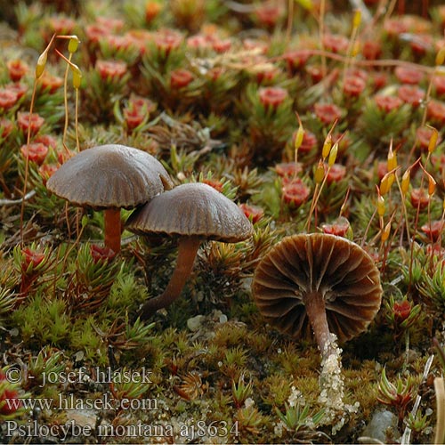 Psilocybe montagnes Zandkaalkopje ヒメクズタケ Trockener Kahlkopf