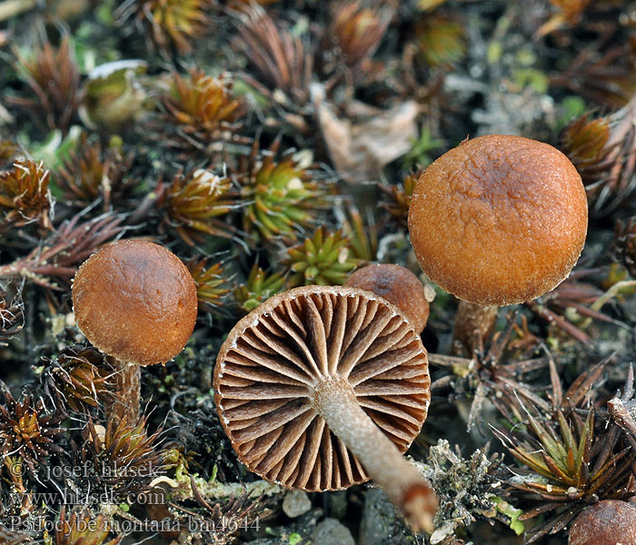 Psilocybe montana Псилоцибе горнаяка кашкина лысина