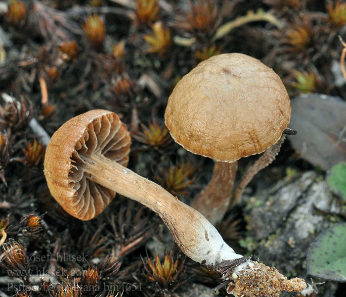 Psilocybe montana Lysohlávka horská