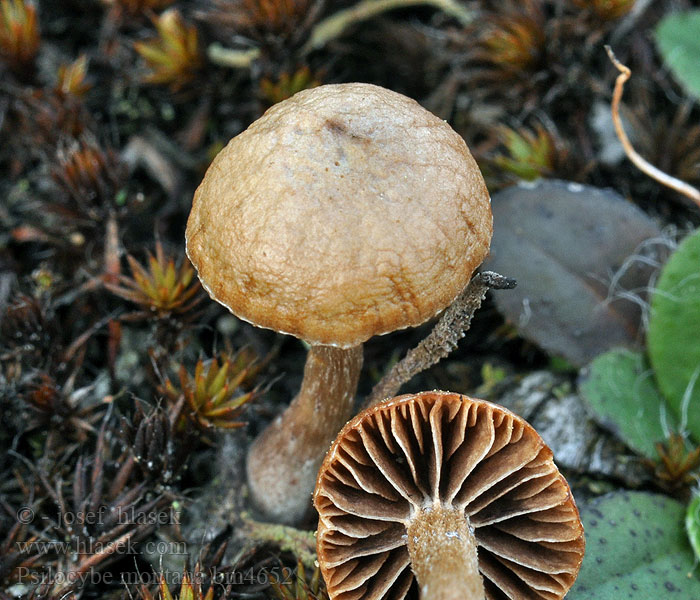 Psilocybe montana Rødbrun nøgenhat