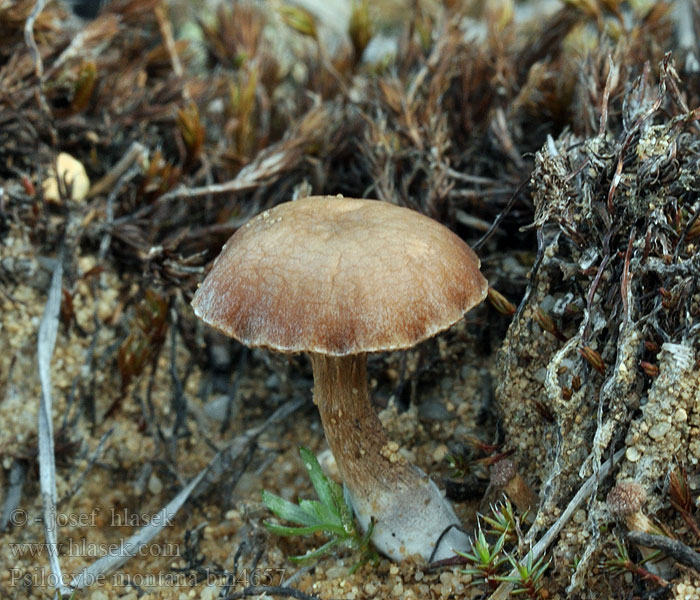 Psilocybe montana Tummamadonlakki