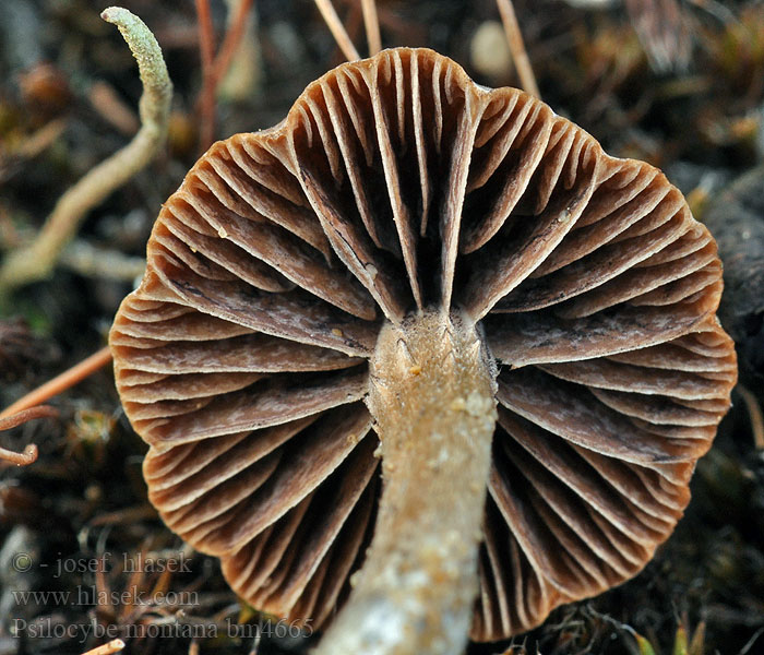 Psilocybe montana montagnes Zandkaalkopje ヒメクズタケ