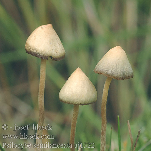 Psilocybe semilanceata Psilo Puntig kaalkopje Hegyes badargomba Lándzsagomba Spitzkegeliger Kahlkopf Łysiczka lancetowata Holohlavec končistý Lysohlávka kopinatá Toppslätskivling Agaricus semilanceatus Spiss fleinsopp Полуланцетови́дная псилоци́бе Zašiljena gologlavka Liberty Cap Spids nøgenhat Suippumadonlakki