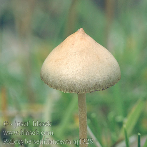 Psilocybe semilanceata Spitzkegeliger Kahlkopf Łysiczka lancetowata Holohlavec končistý Lysohlávka kopinatá Toppslätskivling Agaricus semilanceatus Spiss fleinsopp Полуланцетови́дная псилоци́бе Zašiljena gologlavka Liberty Cap Spids nøgenhat Suippumadonlakki Psilo Puntig kaalkopje Hegyes badargomba Lándzsagomba