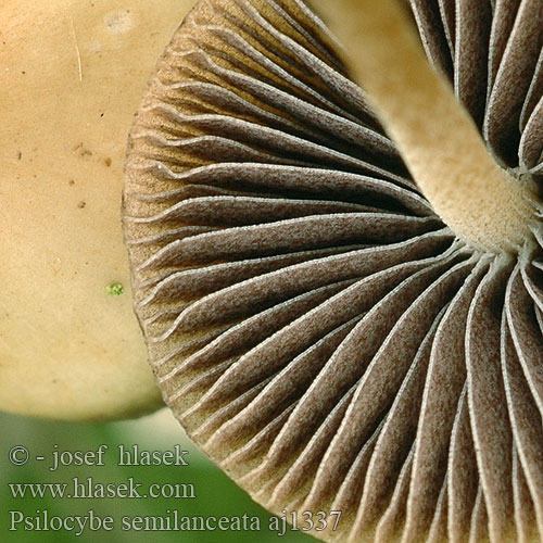 Psilocybe semilanceata aj1337