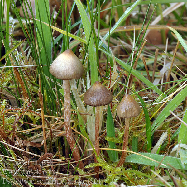 Psilocybe semilanceata Liberty Cap Spids nøgenhat Suippumadonlakki Psilo Puntig kaalkopje Hegyes badargomba Lándzsagomba Spitzkegeliger Kahlkopf Łysiczka lancetowata Holohlavec končistý Lysohlávka kopinatá Toppslätskivling Agaricus semilanceatus Spiss fleinsopp Полуланцетови́дная псилоци́бе Zašiljena gologlavka