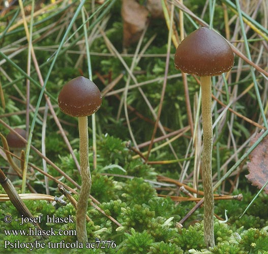 Psilocybe turficola Lysohlávka rašelinná tmavohnědá