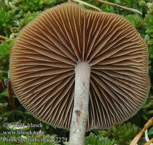 Psilocybe turficola Łysiczka torfowa Slank kaalkopje