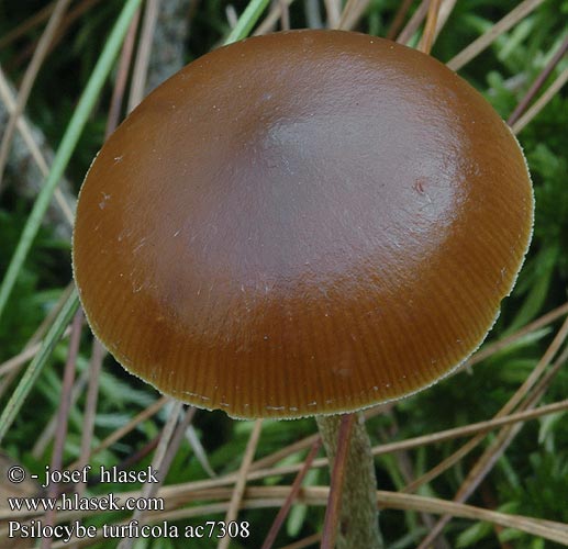 Psilocybe turficola Slank kaalkopje Tørve-nøgenhat