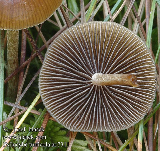 Psilocybe turficola Tørve-nøgenhat Tørvenøgenhat