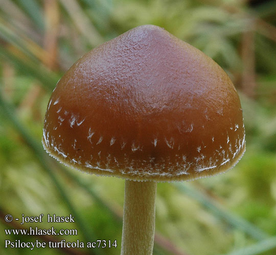 Psilocybe turficola Torfkahlkopf Lysohlávka rašelinná