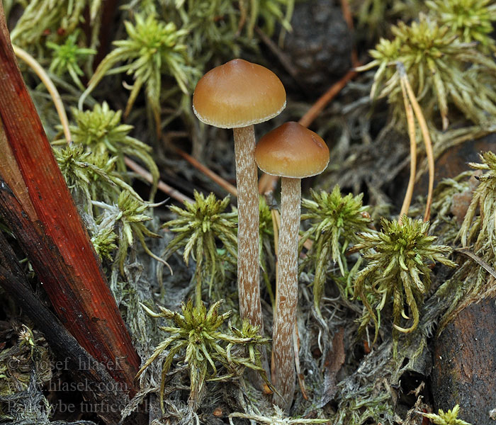 Psilocybe turficola Lysohlávka rašelinná