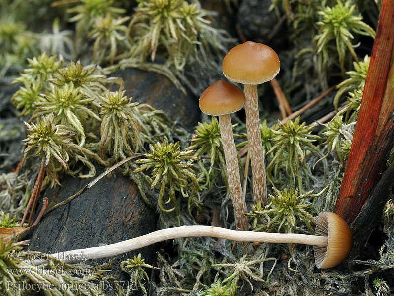 Psilocybe turficola Łysiczka torfowa