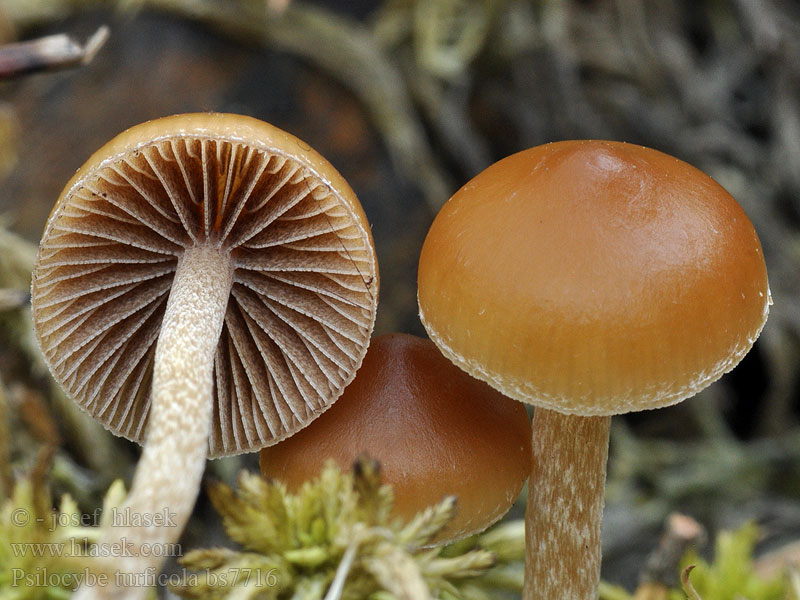 Psilocybe_turficola_bs7716