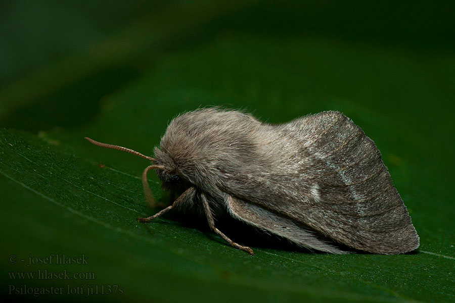 Psilogaster loti Gastropacha Bombyx Lotier