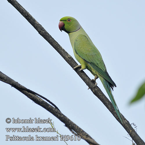 Psittacula krameri Rose-ringed Parakeet Alexandr malý Halsbandsittich Cotorra Kramer Perruche collier Parrocchetto collare ワカケホンセイインコ Halsbandparkiet Aleksandretta obrożna Periquito colar 紅領綠鸚鵡 红领绿鹦鹉 Ожереловый попугай Крамера Vẹt cổ hồng Папуга Крамера Yeşil papağan Yeşilpapağan Halsbandsparakit Aleksander papagajcek Halsbåndparakitt Bayan Lepas Žieduotoji papūga Grænpáfi Kili דררה  Aleksanterinkaija Kaeluspapagoi Πράσινος Παπαγάλος البراكيت الأخضر Ringnekparkiet