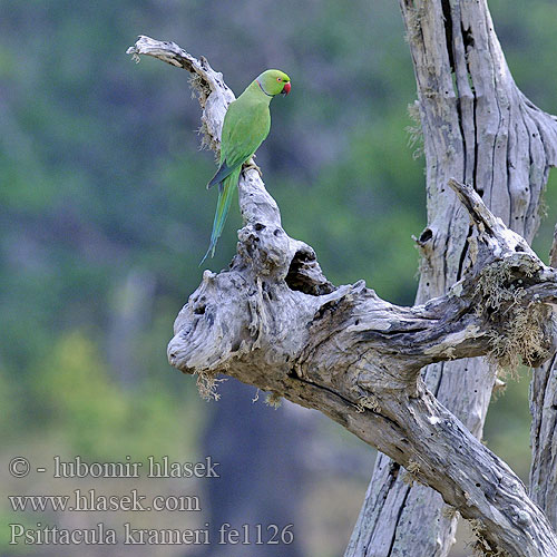 Halsbandsittich Cotorra Kramer Perruche collier Parrocchetto collare ワカケホンセイインコ Halsbandparkiet Aleksandretta obrożna Periquito colar 紅領綠鸚鵡 红领绿鹦鹉 Ожереловый попугай Крамера Vẹt cổ hồng Папуга Крамера Yeşil papağan Yeşilpapağan Halsbandsparakit Aleksander papagajcek Halsbåndparakitt Bayan Lepas Žieduotoji papūga Grænpáfi Kili דררה  Aleksanterinkaija Kaeluspapagoi Πράσινος Παπαγάλος البراكيت الأخضر Ringnekparkiet Psittacula krameri Rose-ringed Parakeet Alexandr malý