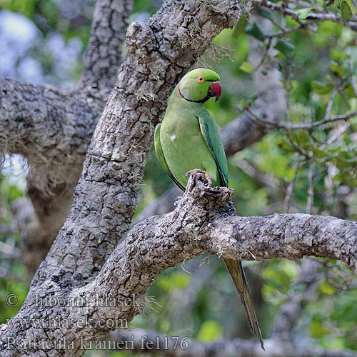 Parrocchetto collare ワカケホンセイインコ Halsbandparkiet Aleksandretta obrożna Periquito colar 紅領綠鸚鵡 红领绿鹦鹉 Ожереловый попугай Крамера Vẹt cổ hồng Папуга Крамера Yeşil papağan Yeşilpapağan Halsbandsparakit Aleksander papagajcek Halsbåndparakitt Bayan Lepas Žieduotoji papūga Grænpáfi Kili דררה  Aleksanterinkaija Kaeluspapagoi Πράσινος Παπαγάλος البراكيت الأخضر Ringnekparkiet Psittacula krameri Rose-ringed Parakeet Alexandr malý Halsbandsittich Cotorra Kramer Perruche collier