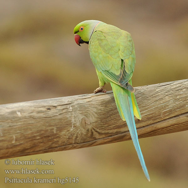 Psittacula krameri Rose-ringed Parakeet Alexandr malý