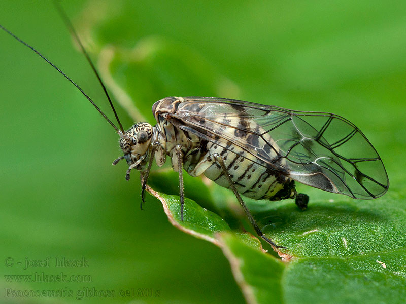 Pisivka velká Psococerastis gibbosa