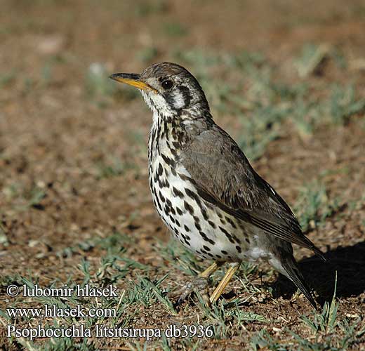 Turdus Psophocichla litsitsirupa Groundscraper Thrush Merle litsitsirupa tordo grattaterra Akaziendrossel drozd pruholící Gevlekte Lyster Letsetseropa Merula