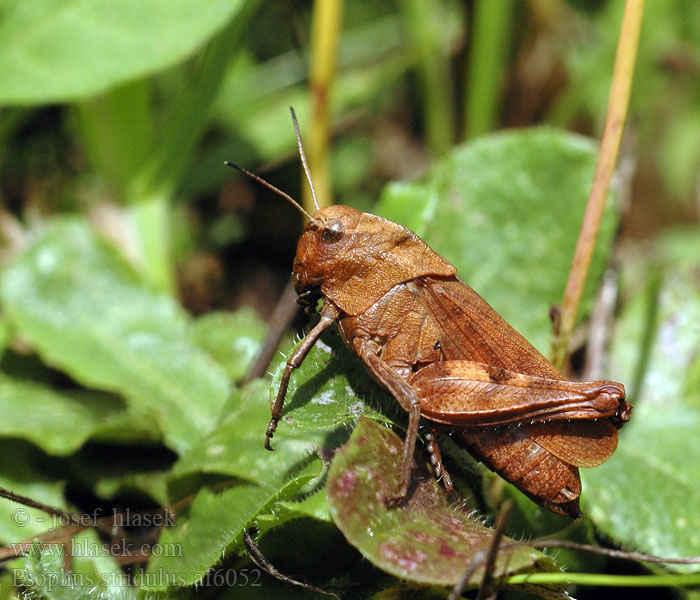 Psophus stridulus Saranče vrzavá