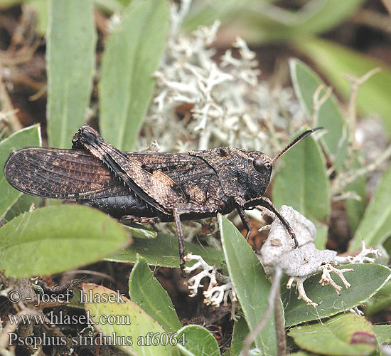 Psophus stridulus Rattle Grasshopper Saranče vrzavá
