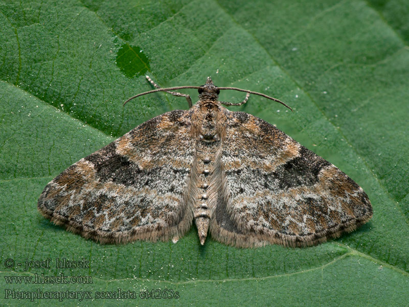 Pterapherapteryx sexalata