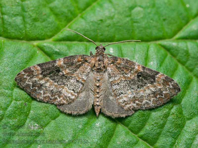 Pterapherapteryx sexalata