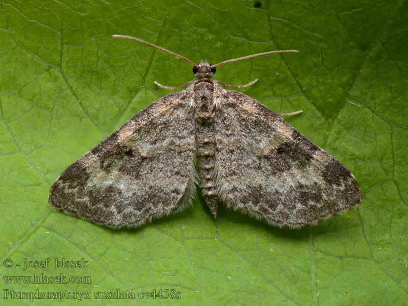 Pterapherapteryx sexalata