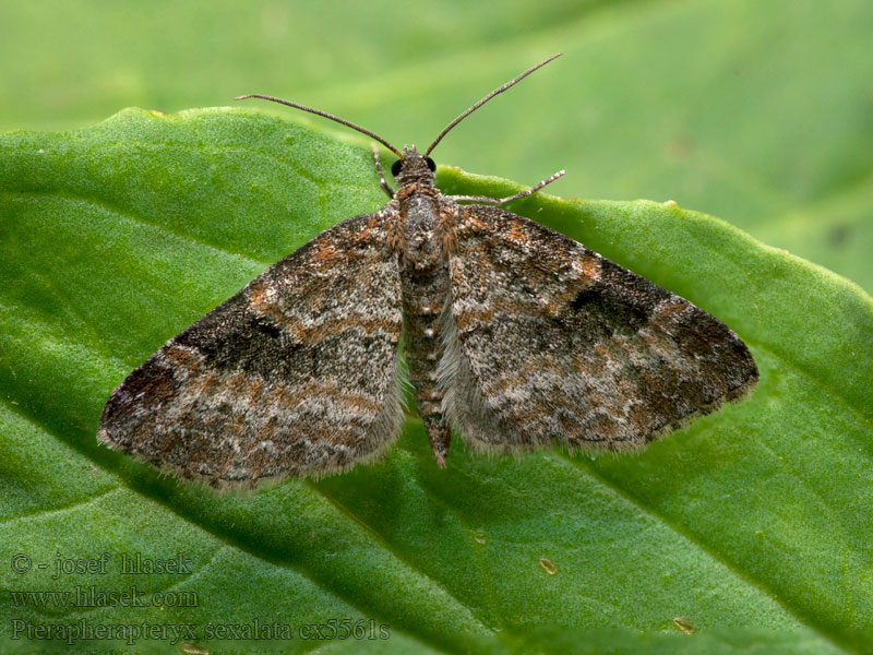 Pterapherapteryx sexalata