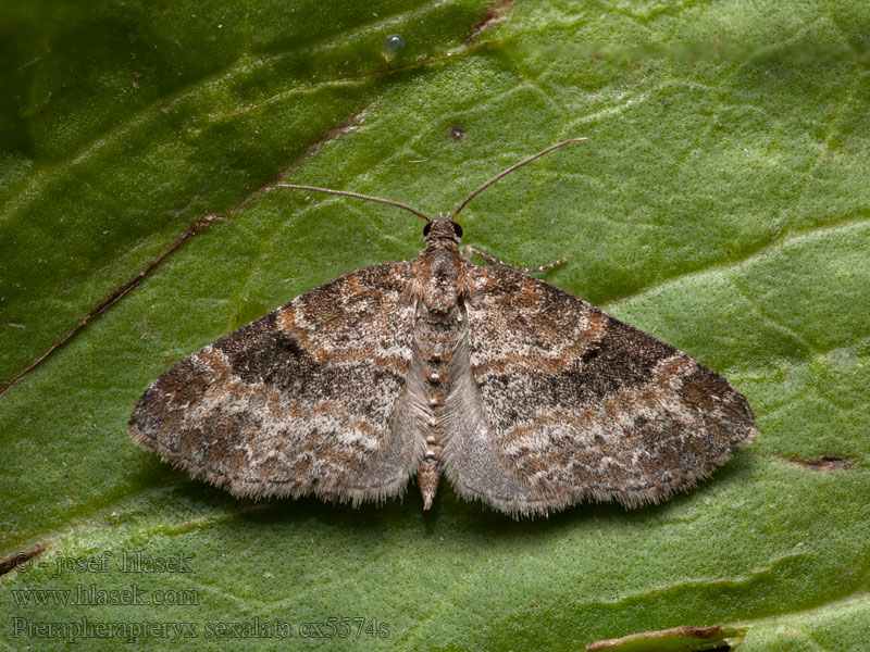 Pterapherapteryx sexalata