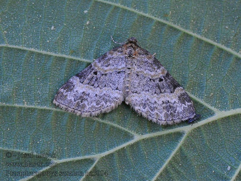 Pterapherapteryx sexalata