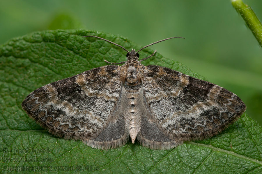Šedokřídlec vrbový Small Seraphim Pterapherapteryx sexalata