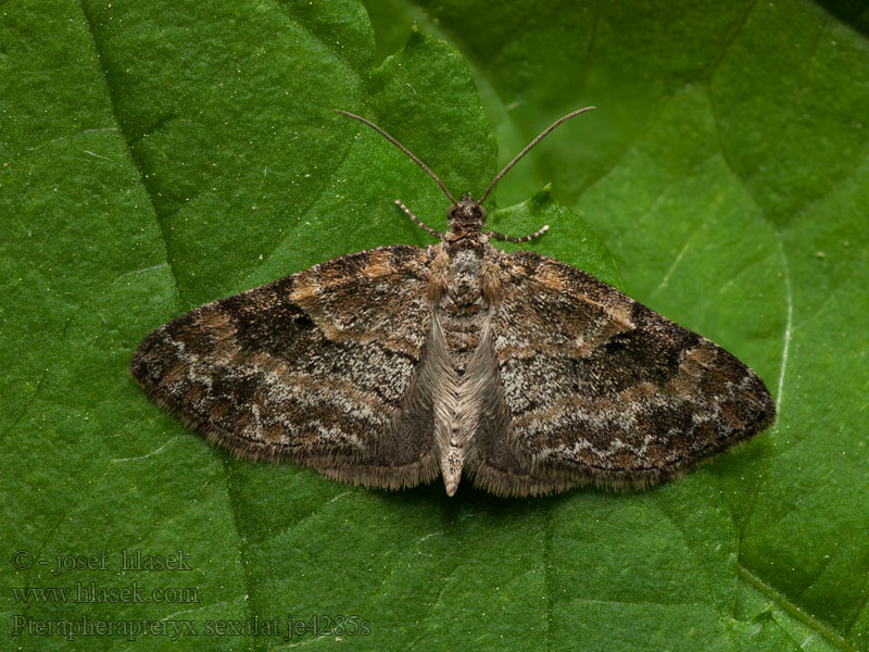 Pterapherapteryx sexalata Šedokřídlec vrbový Small Seraphim