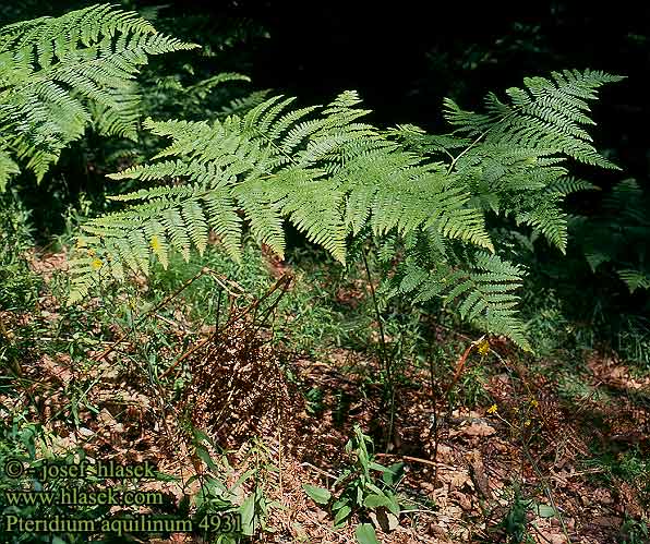 Orlica pospolita Örnbräken Орляк звичайний Bracken Sananjalka