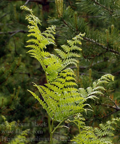 Pteridium aquilinum Bracken ワラビ Didžialapis šakys Adelaarsvaren