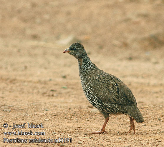 Francolinus natalensis Pternistis Natal Francolin Natalfrankolin Natalinfrankoliini