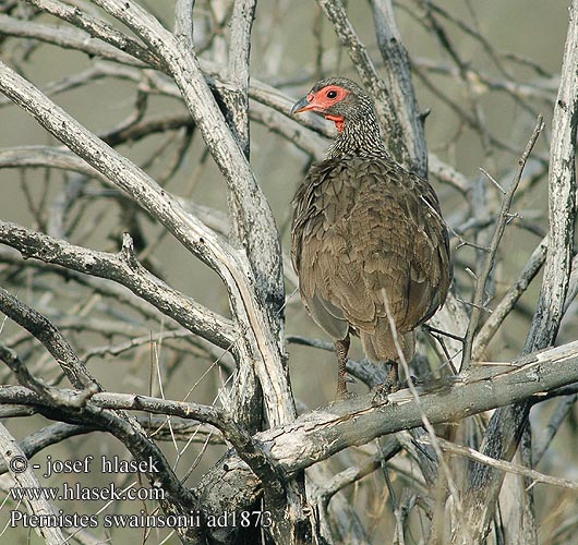 Francolinus swainsonii Pternistes Swainson's Swainsons Francolin Gråbrun Sporehøne Kosteikkofrankoliini Francolin Swainson Frankolin brunatny Frankolín Swainsonův Francolín Swainson Bosveldfisant Swainson-frankolijn Swainsonfrankolin Swainson-Frankolin Francolino swainson クロアシアカノドシャコ Francolim Swainson Frankolín Swainsonov