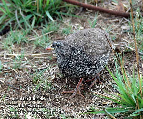 ナタアルキジシャコ Francolinus natalensis Pternistis Natal Francolin Natalfrankolin