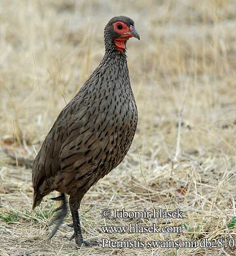 Gråbrun Sporehøne Kosteikkofrankoliini Francolin Swainson Frankolin brunatny Frankolín Swainsonův Francolín Swainson Bosveldfisant Swainson-frankolijn Swainsonfrankolin Swainson-Frankolin Francolino swainson クロアシアカノドシャコ Francolim Swainson Frankolín Swainsonov Francolinus swainsonii Pternistes Swainson's Swainsons Francolin