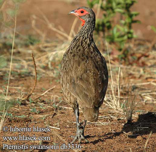 Swainsonfrankolin Swainson-Frankolin Francolino swainson クロアシアカノドシャコ Francolim Swainson Frankolín Swainsonov Francolinus swainsonii Pternistes Swainson's Swainsons Francolin Gråbrun Sporehøne Kosteikkofrankoliini Francolin Swainson Frankolin brunatny Frankolín Swainsonův Francolín Swainson Bosveldfisant Swainson-frankolijn